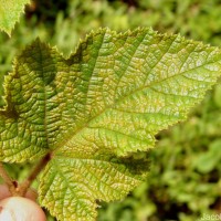 Rubus indicus Thunb.